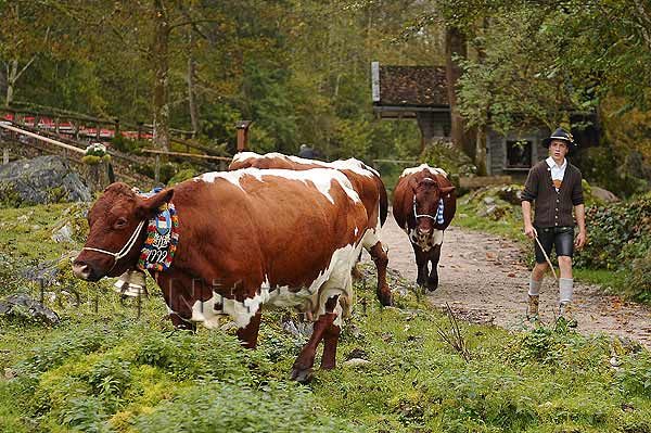 The cattle drive on the Fischunkelalm is over - Jrg Nitzsche Hamburg Germany