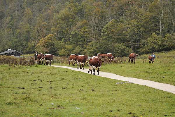Cattle drive at the Saletalm - Jrg Nitzsche Hamburg Germany
