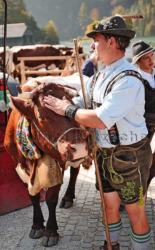 Die Berchtesgadener Bauern behandeln ihre Khe mit viel Respekt - Fotograf - Hamburg - Norderstedt - Ahrensburg - Jrg Nitzsche