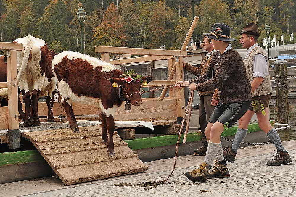 Ein Kalb wird gerade von einem Landauer auf festen Boden des Ufers in Schnau am Knigssee bugsiert - Jrg Nitzsche, Hamburg, Germany