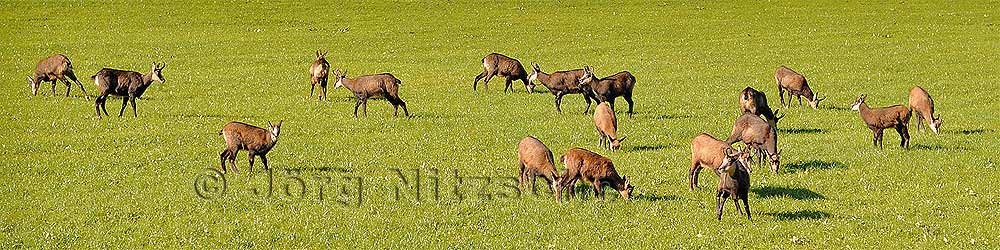 Chamois in the pack near Saalfelden - Jrg Nitzsche Hamburg Germany