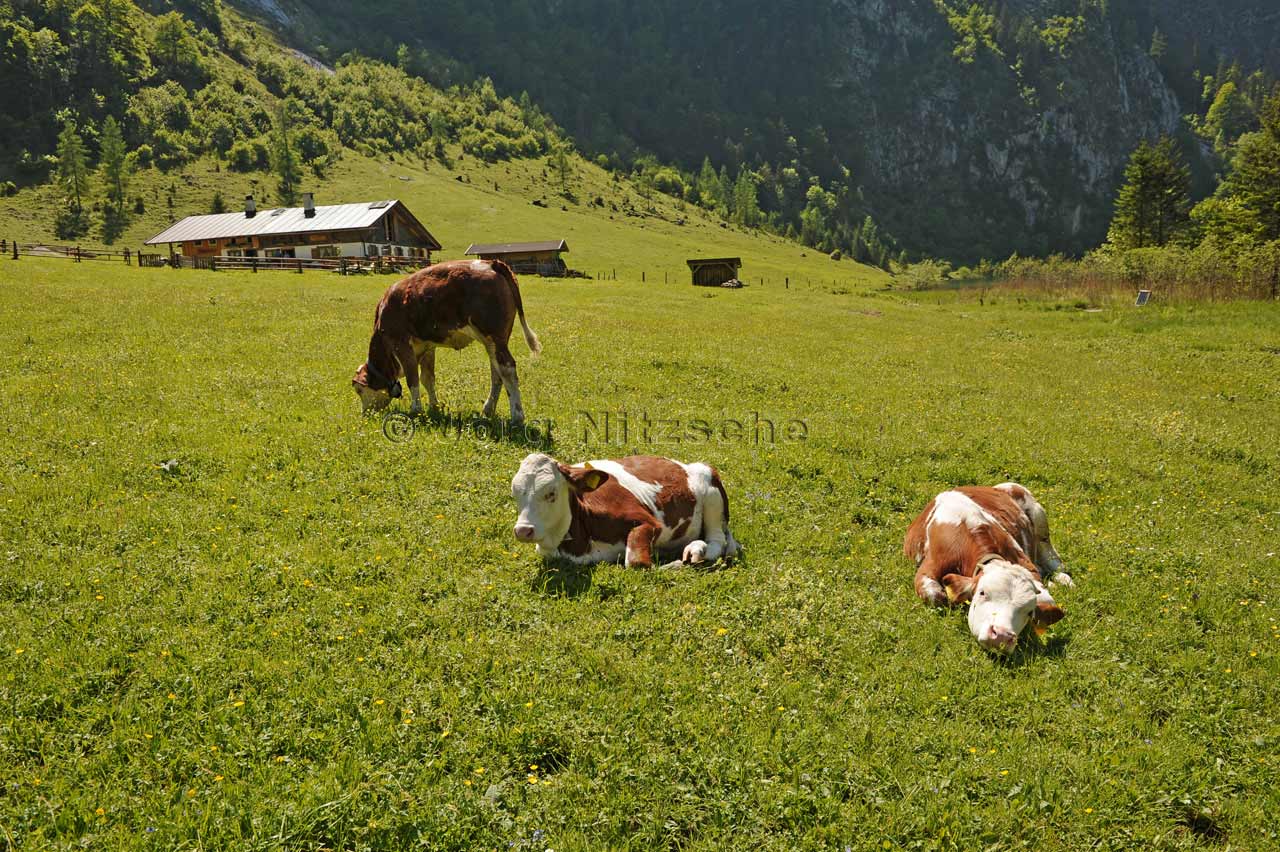 The cows also enjoy this indescribable calm before the start of the season, but also the new freedom on the pastures of the Salet - Jrg Nitzsche Hamburg Germany