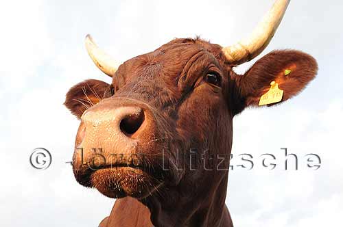 Cattle from the Demeter farm Mix in Raiten - Jrg Nitzsche Hamburg Germany