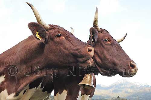 Cattle from the Demeter farm Mix in Raiten - die mgen sich aber - Jrg Nitzsche Hamburg Germany