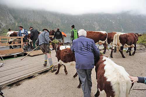 Cattle drive at the Salet on the Knigssee - Jrg Nitzsche Hamburg Germany