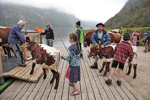 Cattle drive at the Salet on the Knigssee - Jrg Nitzsche Hamburg Germany