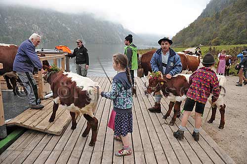 Almabtrieb an der Salet am Knigssee - Jrg Nitzsche, Hamburg, Germany