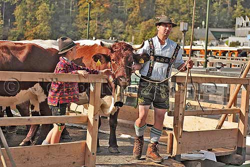 Cattle drive at the Salet on the Knigssee - Jrg Nitzsche Hamburg Germany