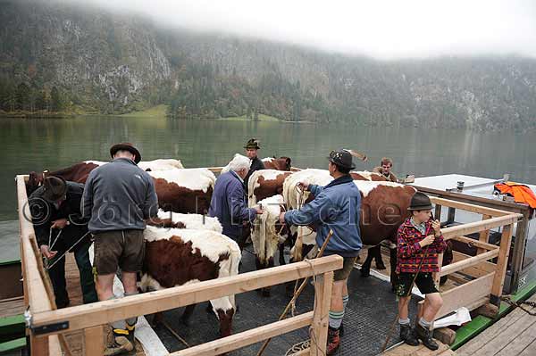 The cows are brought on so-called landauern over the Knigssee - Jrg Nitzsche Hamburg Germany