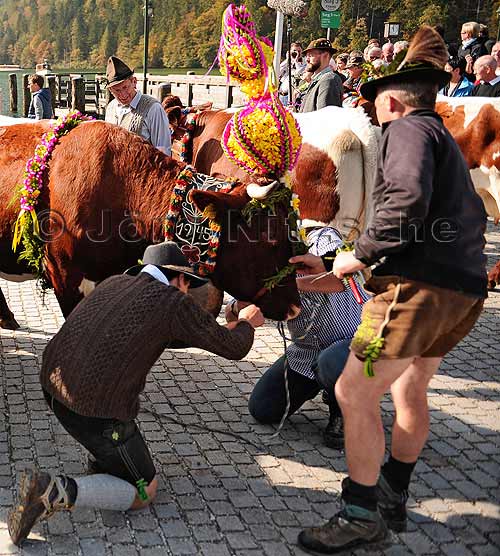 garlanding the cows at the Knigssee in Berchtesgaden - Jrg Nitzsche Hamburg Germany