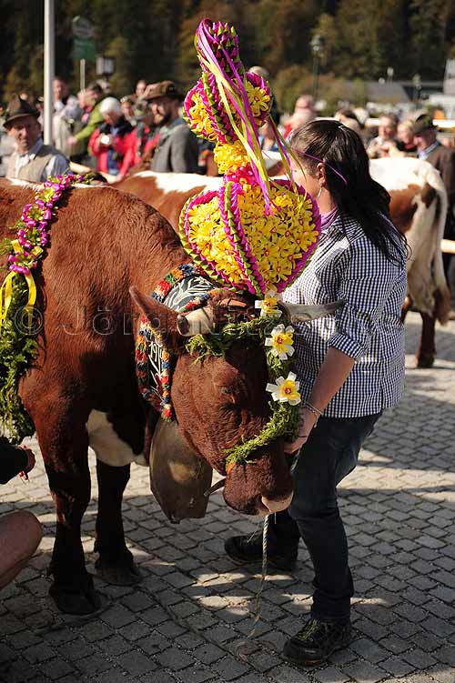 garlanding the cows at the Knigssee in Berchtesgaden - Jrg Nitzsche Hamburg Germany