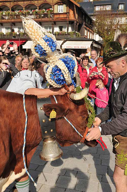 garlanding the cows at the Knigssee in Berchtesgaden - Jrg Nitzsche Hamburg Germany