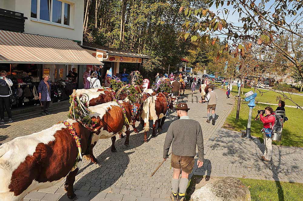 The cows are driven through the Seestrae in Schnau am Knigssee - Jrg Nitzsche Hamburg Germany