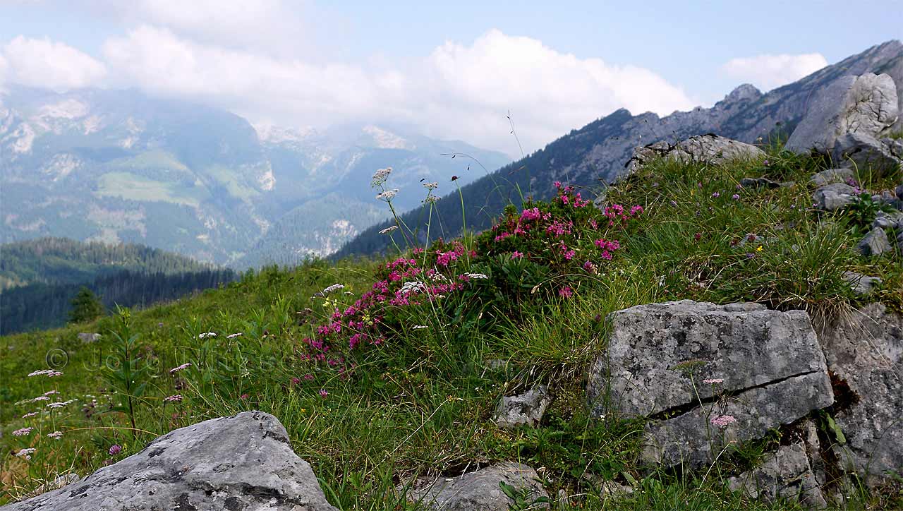 Bergblumen sumen unseren Weg und sind immer wieder ein schner Hingucker whrend des anstrengenen Aufstegs. Im Hintergrund der Jenner und die neue Jennerbahn.