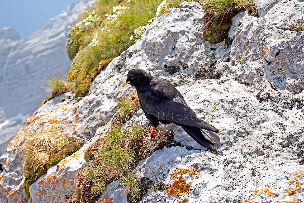 Die Alpendohle ist immer ein angenehmer Begleiter hier oben in der alpinen Welt. Doch anzutreffen ist sie hauptschlich dort, wo der Wanderer eine Rast einlegt. Da fllt noch am ehesten etwas von der mitgebrachten Brotzeit ab.